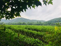 -中国茶叶博物馆(双峰馆区)