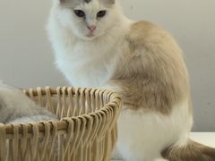 -怪兽屋·羊驼·猫咖·狗咖(俊华广场店)