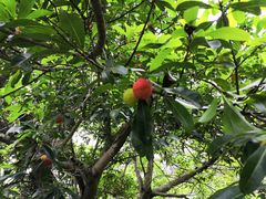 -九龙江国家森林公园