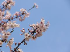 -高东镇樱花园