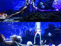 -海合安武汉极地海洋公园