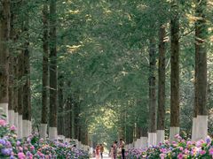 -合肥滨湖国家森林公园