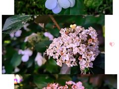 -陆家嘴中心绿地