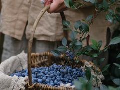 -金谷域澳洲庄园