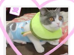 -芭比堂宠物医院·全科爱猫医院·仁德分院