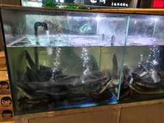 -本炙炭烤·蒲烧活鳗料理店(金沙洲店)