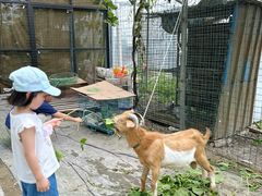 -马陆小张葡萄园农家乐