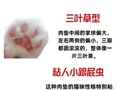 -瑞鹏宠物医院·骨外科·心肾科·肿瘤科(九亭店)