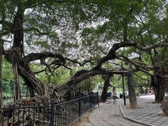 -小洲村