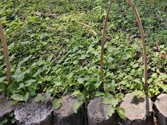 -黑龙江省森林植物园