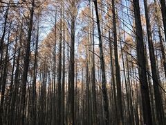 -武陵山森林公园