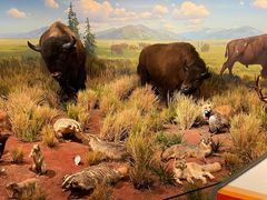 -陕西自然博物馆