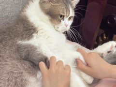 -瑞鹏宠物医院·宠保定点·心脏科·内科(御桥分院)