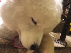 -more than meow吴止猫主题餐厅(承德 中船汇店)