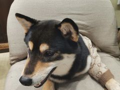 -逗柴咖啡屋·狗咖猫咖宠物桌游