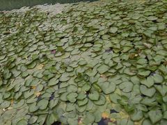 -洋湖国家湿地公园
