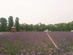 -北京东方普罗旺斯薰衣草庄园