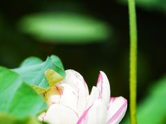 -陈家山荷花公园