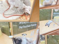 -帕帕拉兹宠物(亚洲旗舰店)