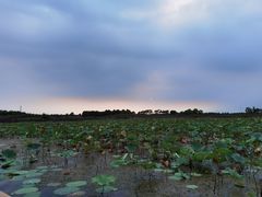 -上海海湾国家森林公园