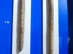 -上海昆虫博物馆