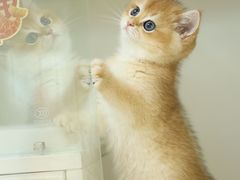 -lincat·猫舍(广州店)