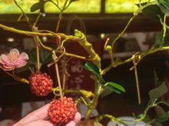 -HOHO餐厅(古子城店)