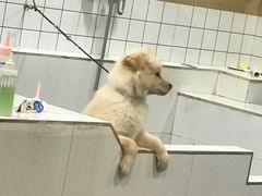 -宠小格时尚宠物生活馆(唐镇店)