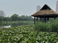 -前关湿地公园