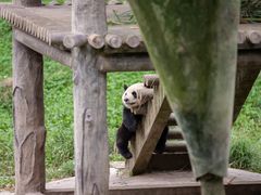 -中国大熊猫保护研究中心雅安碧峰峡基地