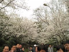 -武汉大学-樱园