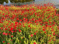 -春花秋色城市公园
