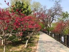 -桃花堤公园