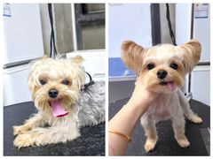 -PETKIT 小佩宠物·低压洗护·美容·寄养(安远店)