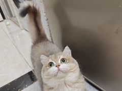 -安安宠医宠物医院·异宠·犬猫内科(岳阳分院)
