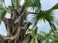 -西双版纳傣族园