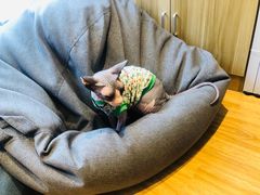 -啵啵喵·猫咖(攀华国际店)