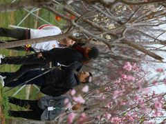 -天适樱花悠乐园