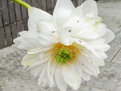 -陈家山荷花公园