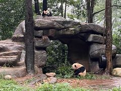 -中国大熊猫保护研究中心雅安碧峰峡基地