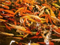 -龙悦湾酒家·八阵鱼生·渔人码头店