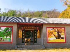 -千年银杏谷文化旅游区