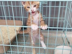 -创凡宠物医院·骨专科  猫科中心(西乡分院)