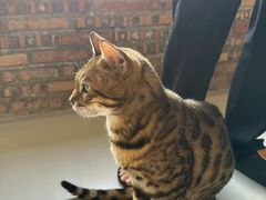 -豆逗聊愈猫阁Easy Life