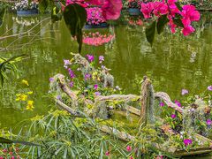 -深圳仙湖植物园