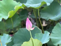 -荷塘月色湿地公园·向阳花洲
