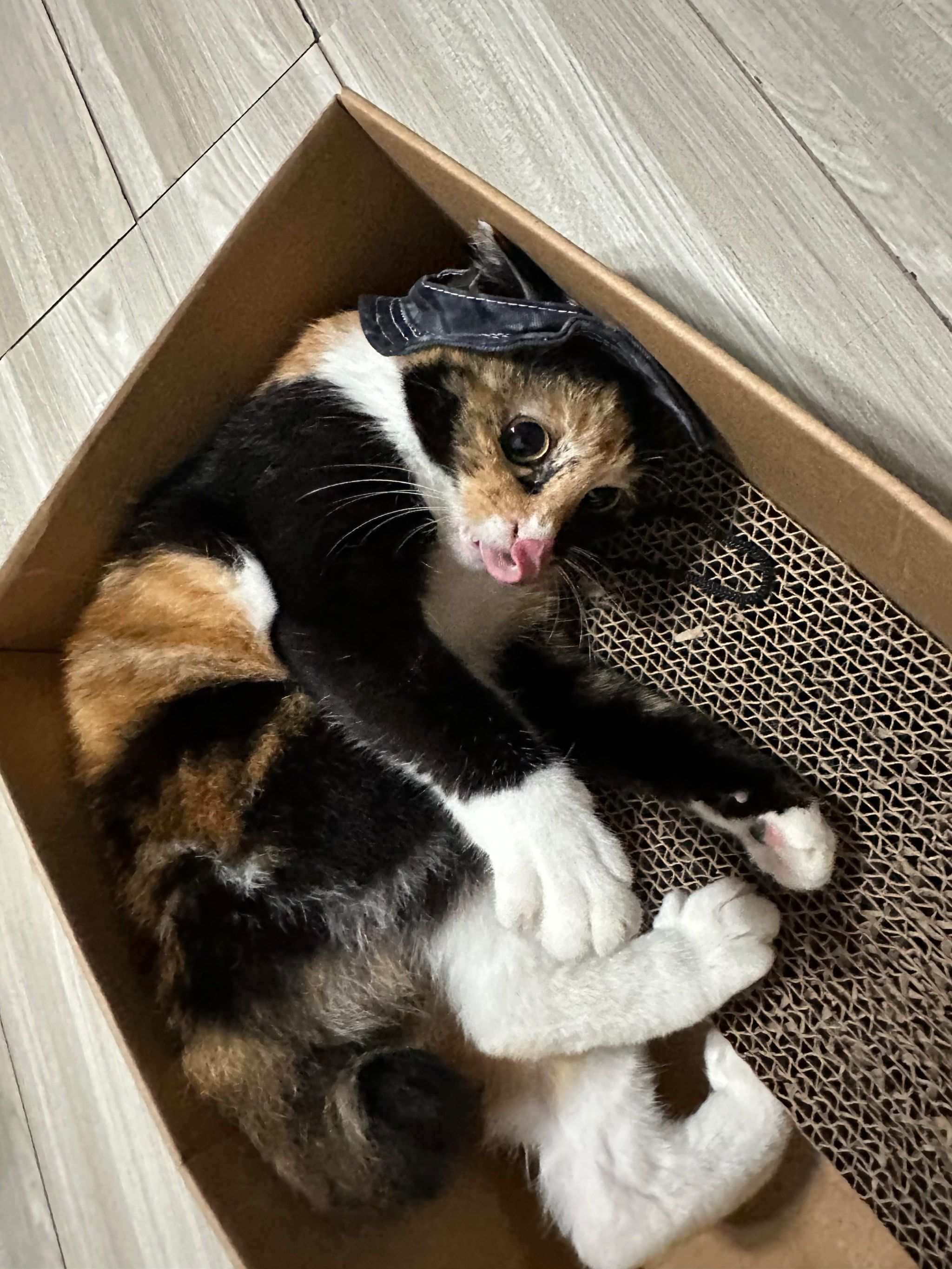 莫名有点猥琐,hhh
#流浪猫变家猫 #谁能拒绝傻憨憨的小猫咪 #记录