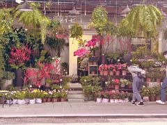 -溪岸路花鸟市场