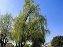 -九里河湿地公园