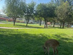 -北京鹿世界主题园